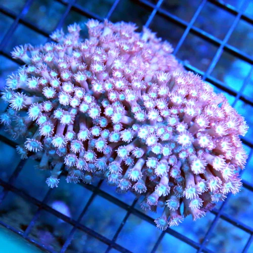 4.5x4.5 GONIOPORA CORAL - PURPLE BLUE AND PINK COLORED GONIOPORA CORAL