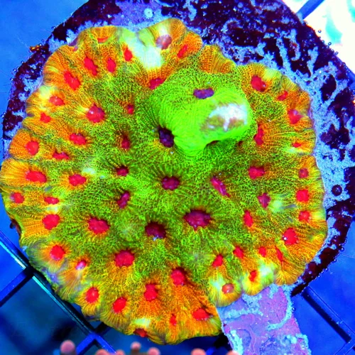 3.5x3.5 FASCINATION FAVIA CORAL - HANDPICKED ULTRA COLORED FASCINATION FAVIA CORAL