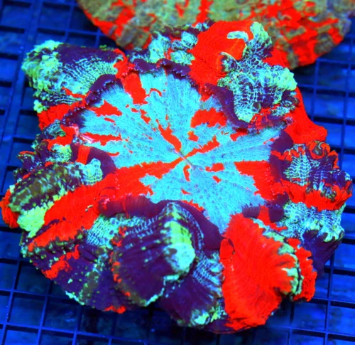 10x10 ACANTHOPHYLLIA CORAL - HANDPICKED BY SCOTT ULTRA GRADE ULTRA COLORED ACANTHOPHYLLIA CORAL