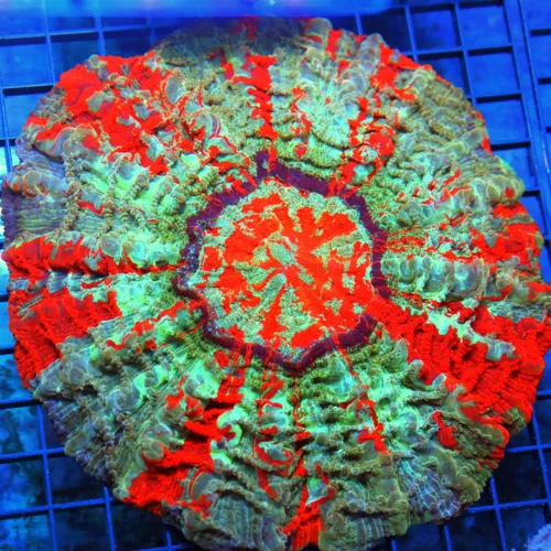 9x9 ACANTHOPHYLLIA CORAL -  HANDPICKED BY SCOTT ULTRA GRADE ULTRA COLORED ACANTHOPHYLLIA CORAL