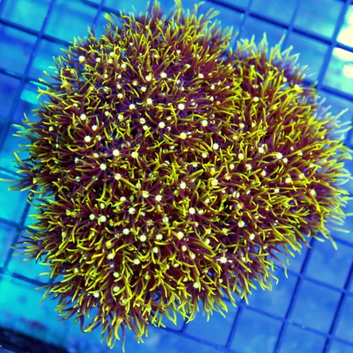 4.5x4.5 METALLIC GREEN STAR POLYPS CORAL - WE RARELY GET THESE METALLIC GREEN STAR POLYPS