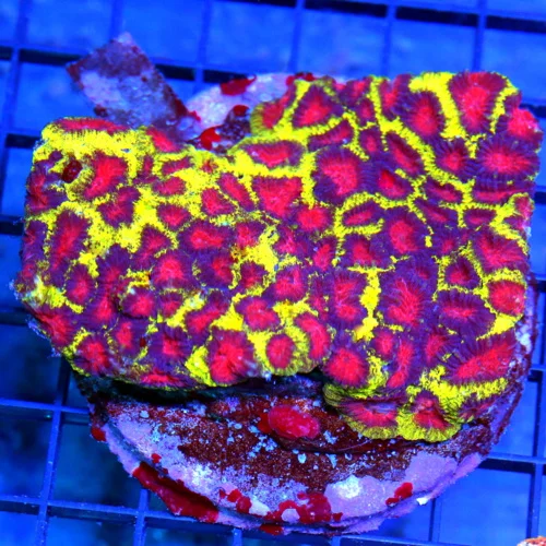 4x4 FAVIA CORAL - HANDPICKED ULTRA COLORED VERY VERY SPECIAL WATERMELON FAVIA