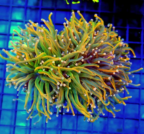 5.5x5.5 TORCH CORAL - SUPER SUPER ULTRA GRADE HANDPICKED COLLECTOR'S ITEM TORCH CORAL - INCREDIBLE!!