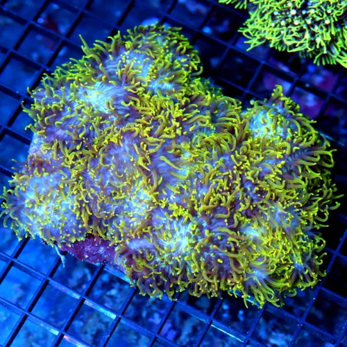 5.5x5 XL RHODACTIS MUSHROOM CORAL - PURPLE AND GREEN HAIRY RHODACTIS MUSHROOM CORAL