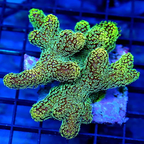 4.5x4 POCILLOPORA CORAL - SUPER NEON GREEN ULTRA GRADE CATS PAW TANK RAISED POCILLOPORA CORAL