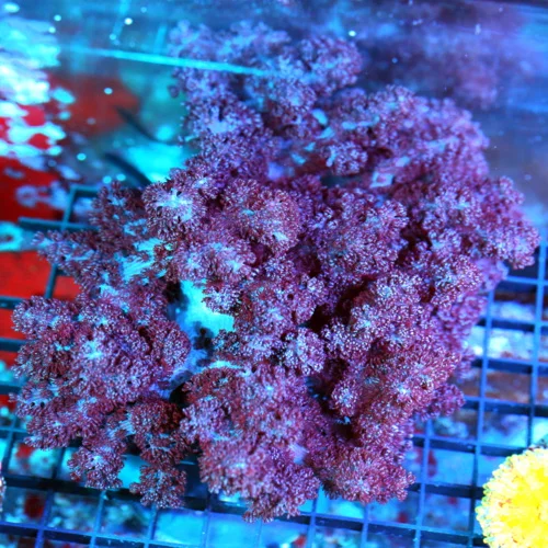 8x8 COLT CORAL - RARELY IMPORTED PURPLE COLT CORAL