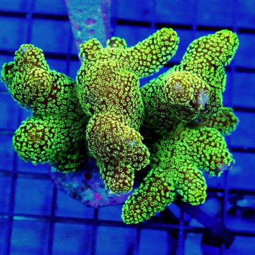 4.5x4 POCILLOPORA CORAL - SUPER NEON GREEN ULTRA GRADE CATS PAW TANK RAISED POCILLOPORA CORAL