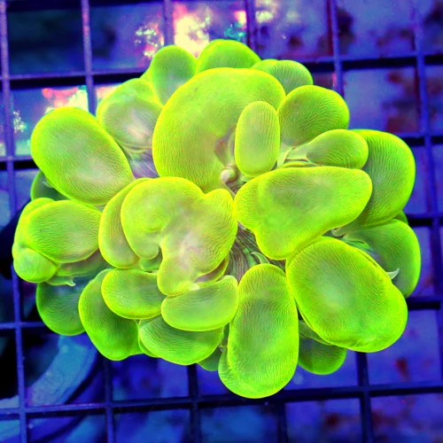 4x3 BUBBLE CORAL - LIME GREEN AND BLUE COLORED BUBBLE CORAL