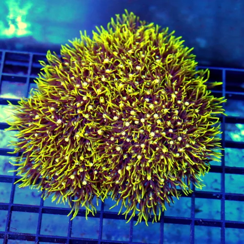 5x5 METALLIC GREEN STAR POLYPS CORAL - WE RARELY GET THESE METALLIC GREEN STAR POLYPS