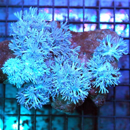 6x4 XXL AQUACULTERED PULSING BLUE XENIA CORAL - VERY VERY HARD TO GET PULSING BLUE XENIA CORAL