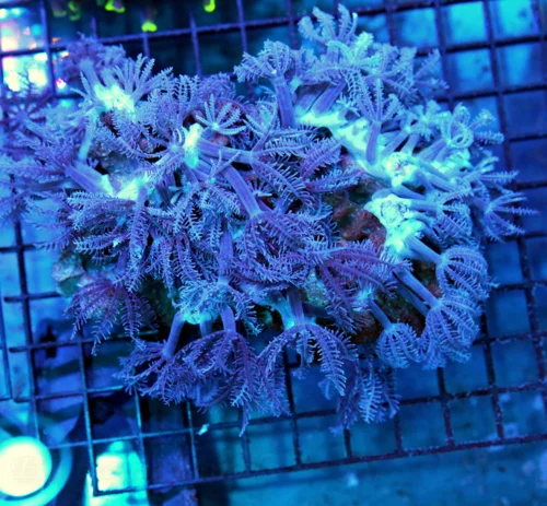 6x5 PURPLE ANTHELIA CORAL - SUPER PURPLE ANTHELIA CORAL - WE VERY RARELY HAVE THESE