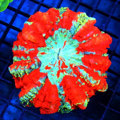 6.5x6.5 ACANTHOPHYLLIA CORAL - ULTRA COLORED ULTRA GRADE HANDPICKED ACANTHOPHYLLIA CORAL