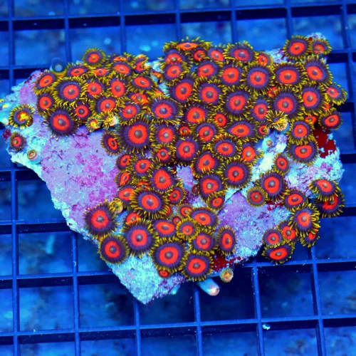 4.5x4 ZOANTHID CORAL COLONY - ULTRA ULTRA COLORED RED ZOANTHID CORAL COLONY