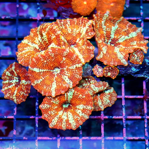 5.5x5 DISCOSOMA MUSHROOM COLONY - GOLDEN DRAGON COLLECTOR'S ITEM ULTRA COLORED DISCOSOMA MUSHROOM