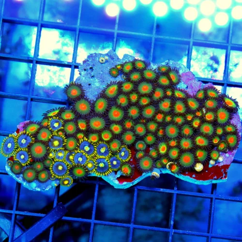 4x3.5 COMBO ZOANTHID CORAL - ULTRA GRADE ULTRA COLORED COMBO ZOANTHID CORAL COLONY