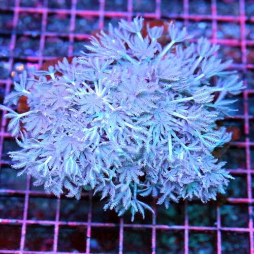 5x5 AQUACULTERED PULSING BLUE XENIA CORAL - VERY VERY HARD TO GET PULSING BLUE XENIA CORAL