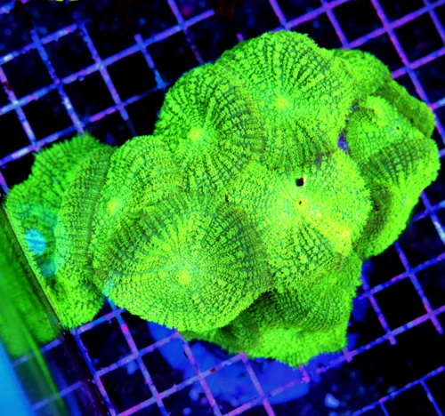 5.5x5 XL RHODACTIS MUSHROOM CORAL - ULTRA NEON GREEN ULTRA COLORED XL RHODACTIS MUSHROOM CORAL COLON