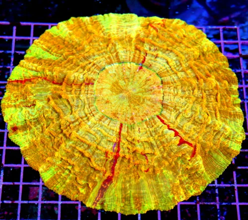 10x10 ACANTHOPHYLLIA CORAL - HANDPICKED BY SCOTT ULTRA GRADE ULTRA COLORED ACANTHOPHYLLIA CORAL