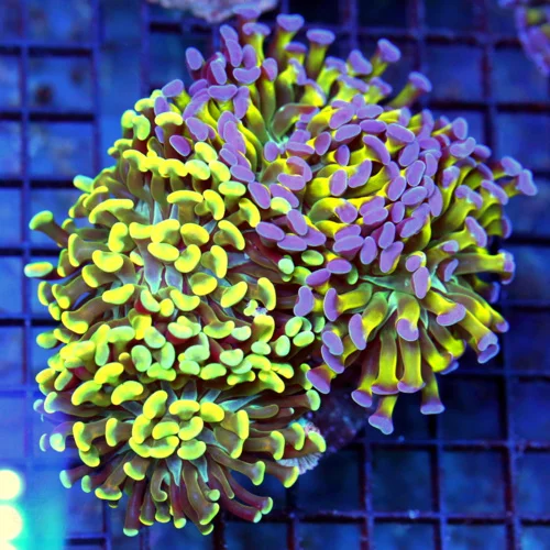 5x5 XL COMBO HAMMER CORAL - HANDPICKED BY SCOTT MULTICOLORED COMBO HAMMER CORAL