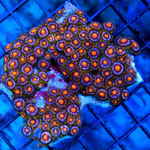 4x3 ZOANTHID CORAL - ULTRA GRADE ULTRA COLORED INDO ZOANTHID CORAL COLONY