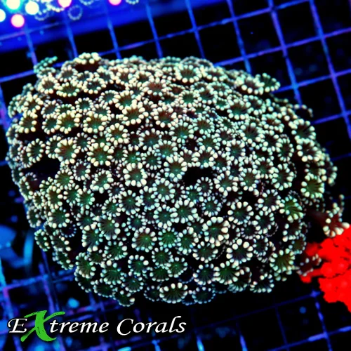 5.5x5 ALVEOPORA CORAL - ULTRA COLORED ULTRA GRADE ALVEOPORA CORAL