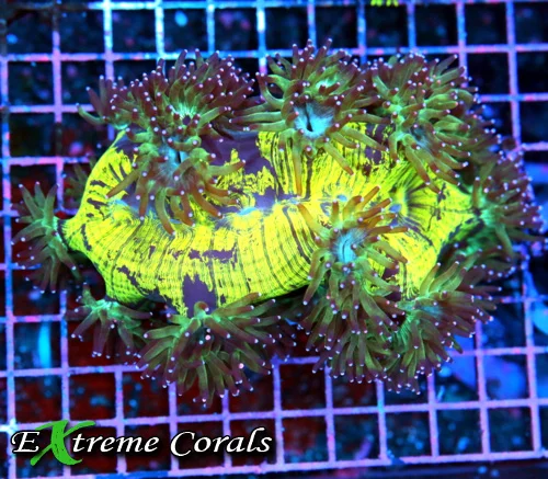 7x5 ELEGANCE CORAL - PURPLE TIPPED BOOK QUALITY COLORED