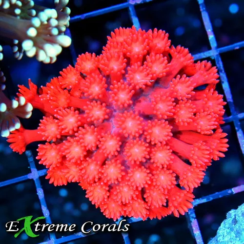 2.5" GONIOPORA CORAL - ULTRA COLORED ULTRA GRADE RED GONIOPORA CORAL