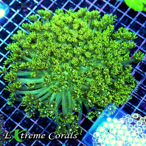 8x8 GONIOPORA CORAL - LEMON LIME ULTRA GREEN SUPER LONG TENTALCED GONIOPORA CORAL