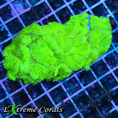 5x3 RHODACTIS MUSHROOM CORAL - FULLY COVERED NEON GREEN ULTRA COLORED RHODACTIS MUSHROOM CORAL COLON