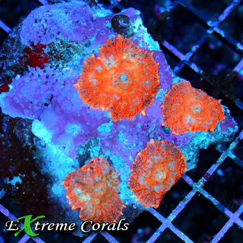 4x4 RHODACTIS MUSHROOM CORAL - FULLY COVERED ULTRA COLORED ORANGE RHODACTIS MUSHROOM CORAL