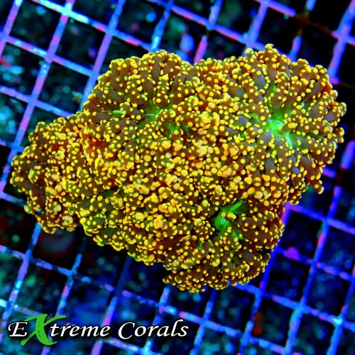 5.5x5 XL BRANCHING OCTOSPAWN CORAL - SUPER NEON ORANGE ULTRA COLORED BRANCHING OCTOSPAWN