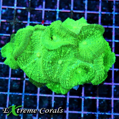 5x3 RHODACTIS MUSHROOM CORAL - FULLY COVERED NEON GREEN RHODACTIS MUSHROOM CORAL COLONY