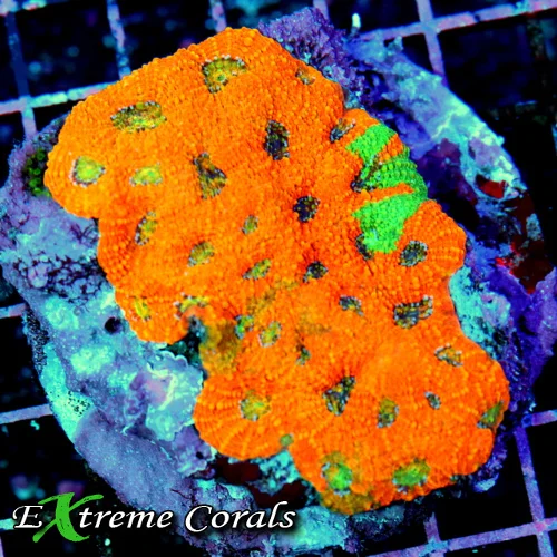 4x4 ACAN ECHINATA CORAL -BAD TO THE BONE ULTRA ORANGE CRUSH ACAN ECHINITA CORAL