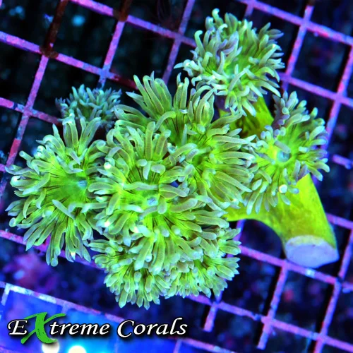 4x4 DUNCAN CORAL - BEAUTIFUL ULTRA COLORED GREEN DUNCAN CORAL