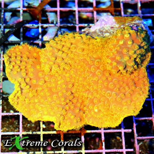 5.5x5 SCROLL CORAL - WE DON'T GET THESE OFTEN ULTRA YELLOW SCROLL CORAL