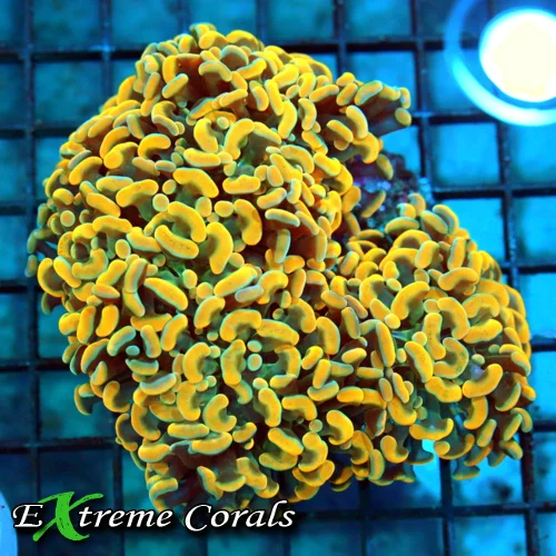 5.5x5 XL BRANCHING HAMMER CORAL - HANDPICKED BY SCOTT ULTRA ORANGE XL BRANCHING HAMMER CORAL