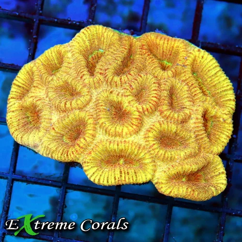 3.5x2.5 FAVIA CORAL - SCREAMING NEON ORANGE/RED FAVIA CORAL