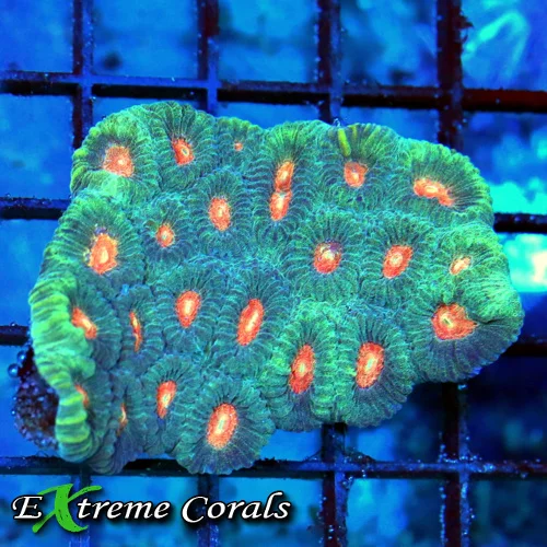 3x2.5 FAVIA CORAL - ULTRA COLORED RED EYED FAVIA CORAL