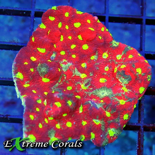 3x3 WAR CORAL FAVITES - ULTRA COLORED ULTRA GRADE WAR CORAL FAVITES