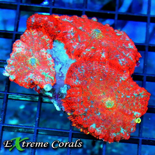 4x3 RHODACTIS MUSHROOM CORAL - VERY VERY HARD TO GET ULTRA COLORED RED RHODACTIS MUSHROOMS