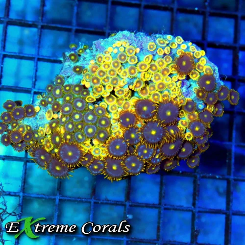 4.5x3.5 COMBO ZOANTHIDS CORAL - MULTICOLORED "BLUE HORNET' ULTRA GRADE COMBO ZOANTHIDS