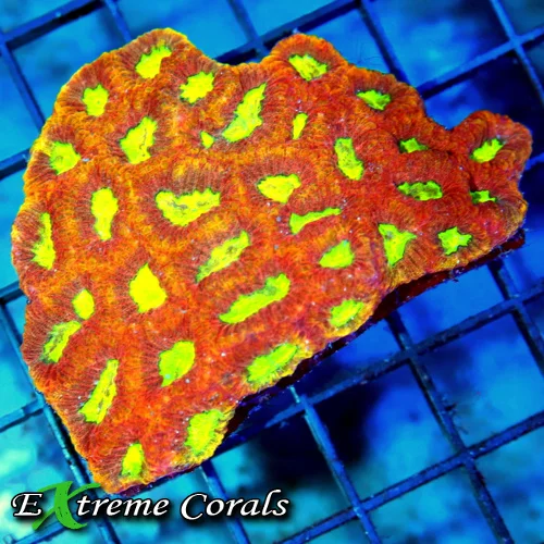 3.5x3 FAVIA CORAL - HANDPICKED ULTRA FIRE "DYNAMITE" FAVIA CORAL