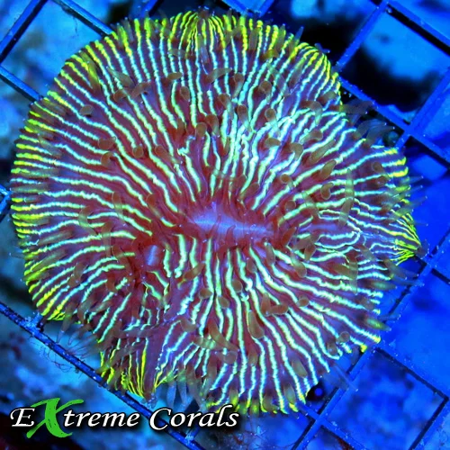 3.5x3.5 PLATE CORAL - BAD TO THE BONE MULTICOLORED PLATE CORAL