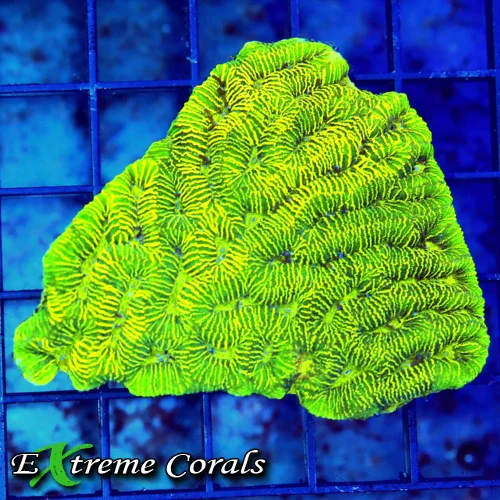 4x3 PLATYGYRA CORAL - SCREAMING NEON DUAL COLORED PLATYGYRA CORAL