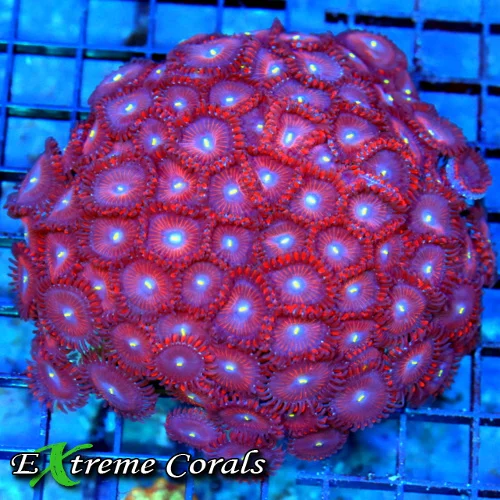 4.5x4.5 PALYTHOA CORAL - ULTRA GRADE ULTRA COLORED "RED PEOPLE EATER" PALYTHOA