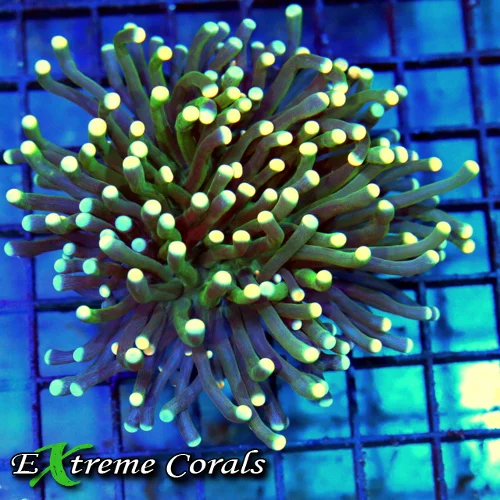 4.5x4.5 TORCH CORAL - ULTRA COLORED ULTRA GRADE "COTTON CANDY" TORCH CORAL