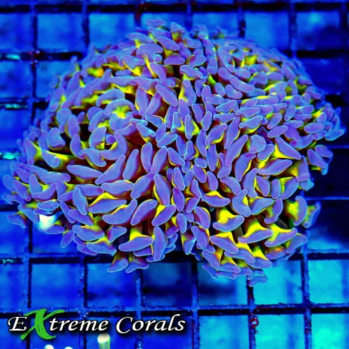 4.5x4.5 BRANCHING HAMMER CORAL - SUPER NEON PURPLE TIPPED ULTRA GRADE BRANCHING HAMMER CORAL