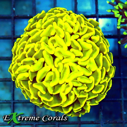 4x4 BRANCHING HAMMER CORAL - HANDPICKED SUPER HIGHLIGHTER NEON YELLOW BRANCHING HAMMER CORAL