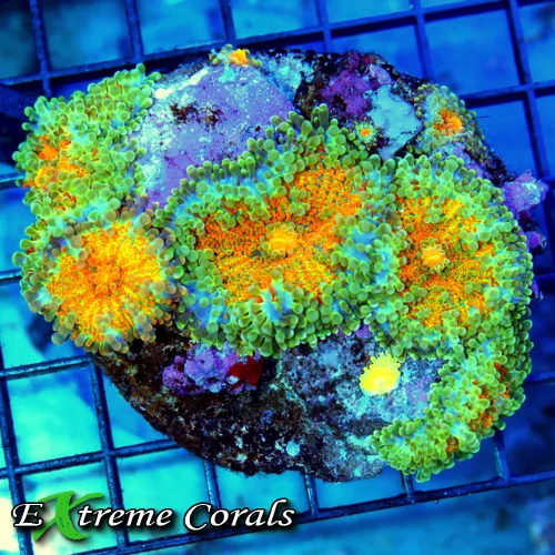 4x4 RICORDIA MUSHROOM CORAL - FULLY COVERED ULTRA GRADE ULTRA COLORED RICORDIA MUSHROOM CORAL