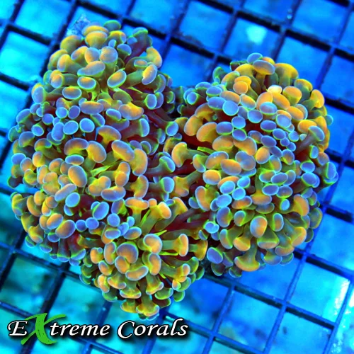 5x5 BRANCHING HAMMER CORAL - HANDPICKED ULTRA RARE COLLECTOR'S ITEM "HOLOGRAM" BRANCHING HAMMER CORA